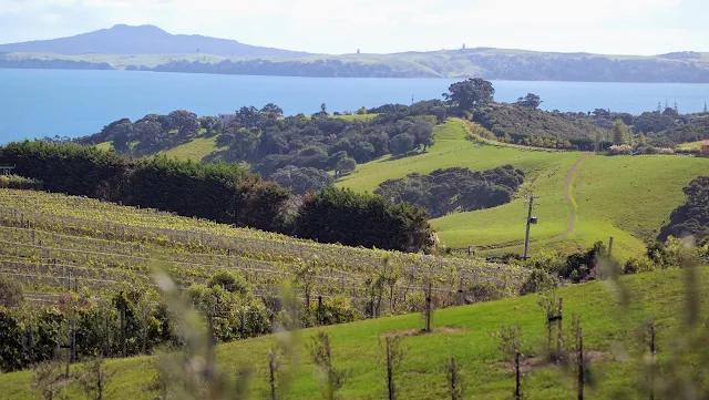 View over Mudbrick Vineyard on Waiheke Island near Devonport Auckland New Zealand