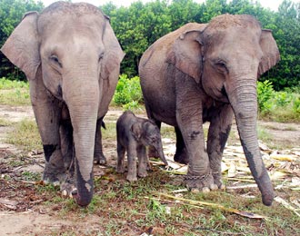 51+ Hewan Langka Gajah Sumatera, Info Top!
