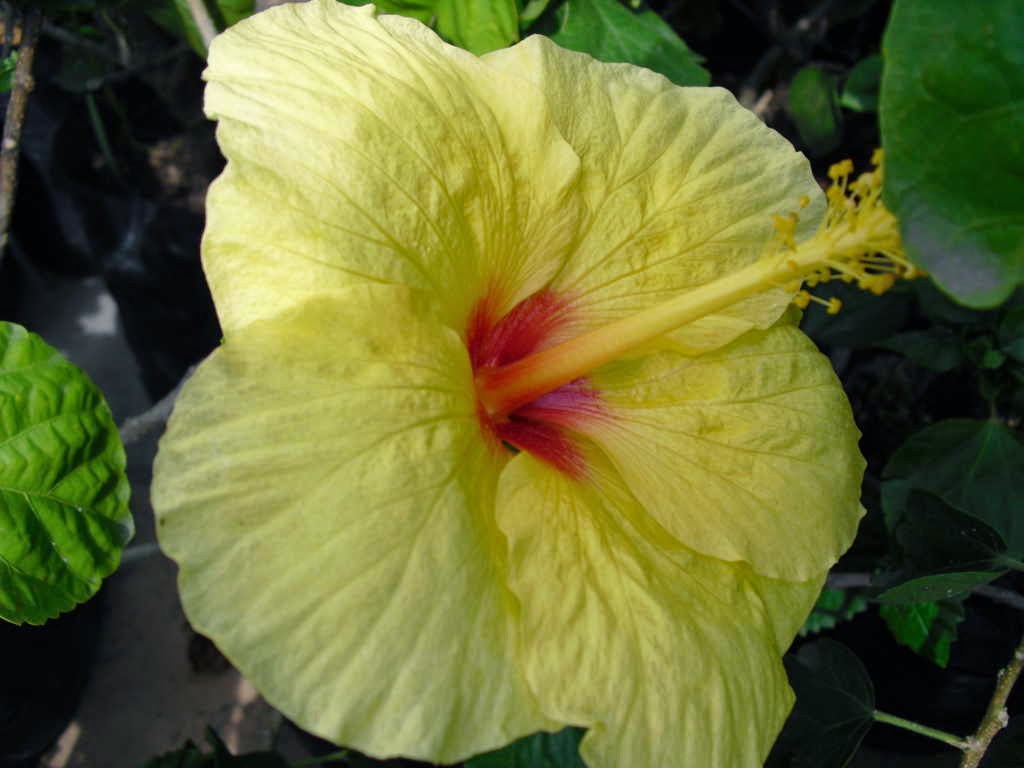 Tus Remedios Al Natural BENEFICIOS DE LA FLOR DE CAYENA Tus Remedios Al Natural BENEFICIOS DE LA FLOR DE CAYENA