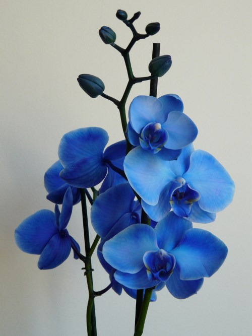 mavi orkide çiçeği
