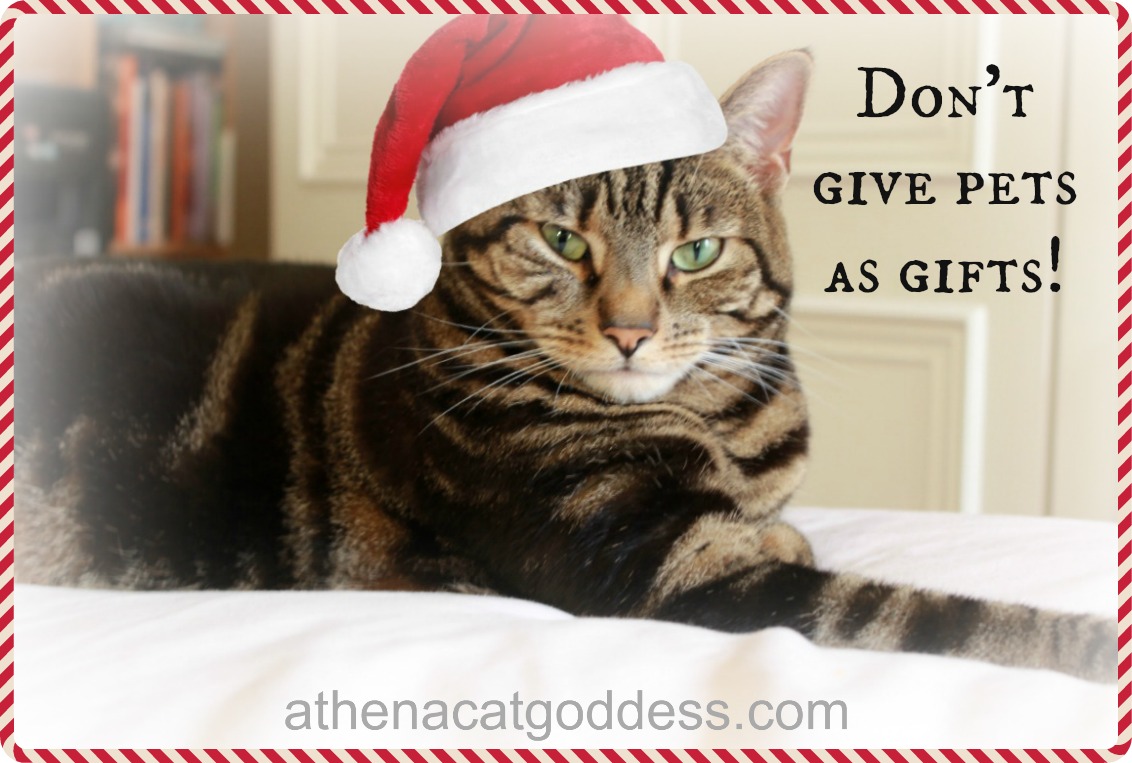 Christmas Dog And Full Of Images Cat Christmas Dog And Full Of Images Cat