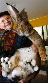 foto kelinci terbesar di dunia