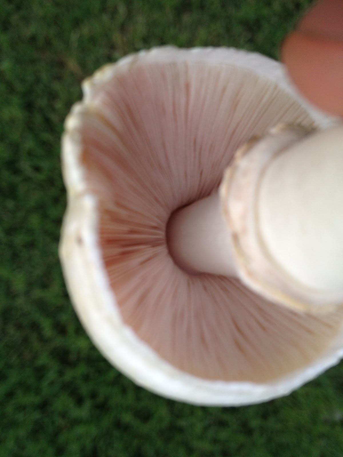 Classification Biology Project False parasol or greenspored parasol