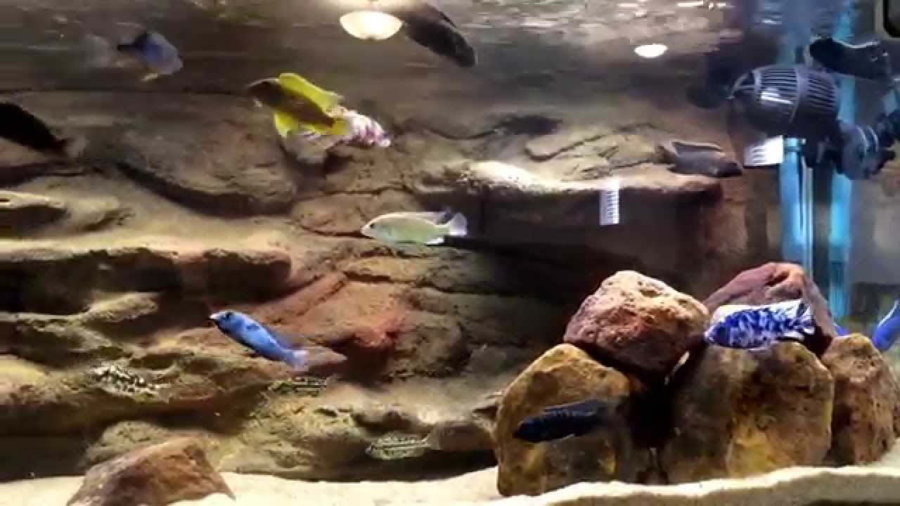 best filter media for cichlids