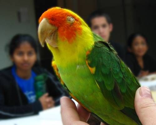 Return Of The Extinct Carolina Parakeet Conuropsis Carolinaensis