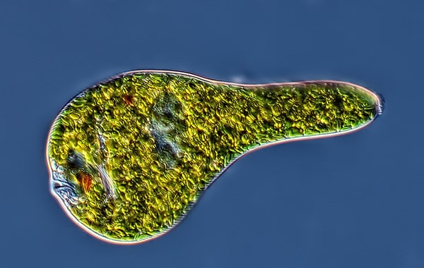 Euglena sp Euglena sp