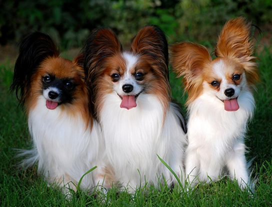 All List Of Different Dogs Breeds: Papillon Dogs