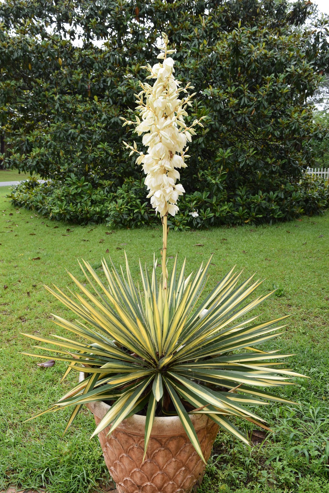 MARIETTE'S BACK TO BASICS Variegated Yucca Lily Blooming