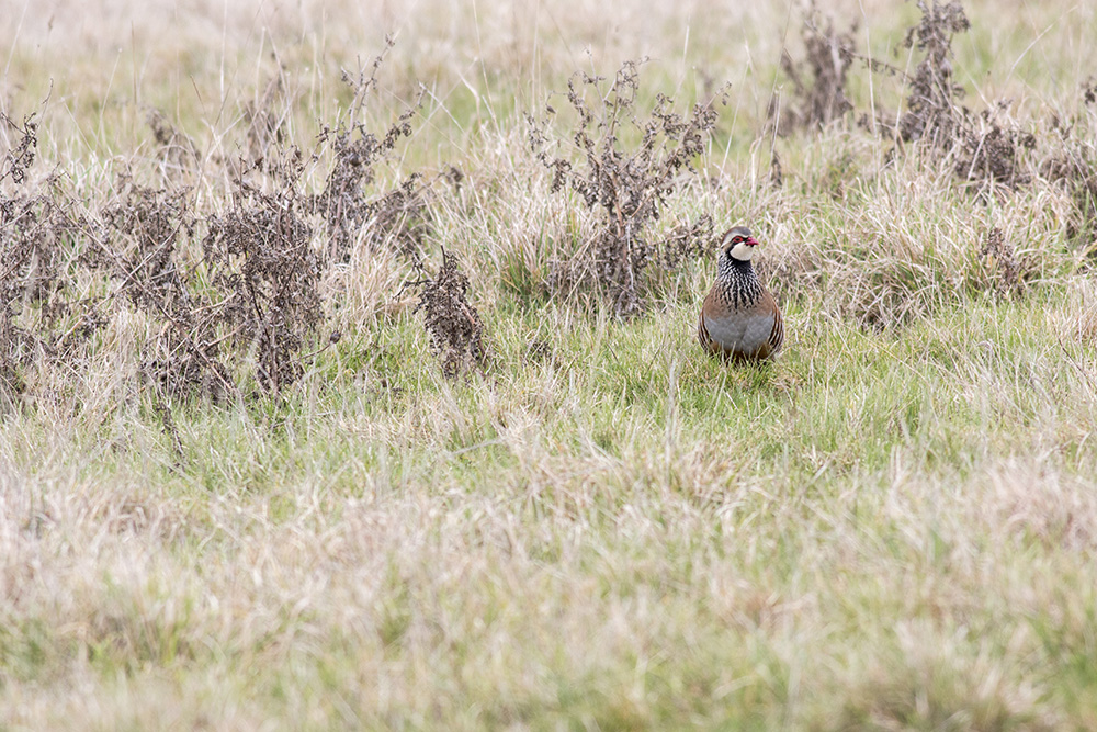 Sheppey Birding A Day out on Sheppey Views From an Urban Lake
