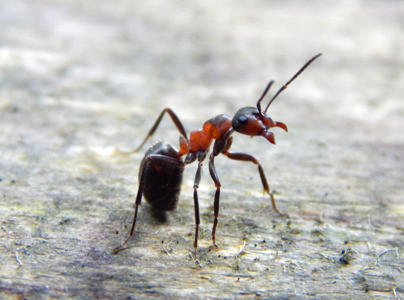 A year of my nature hunting Post 439 Numerous Wonderous & Astounding