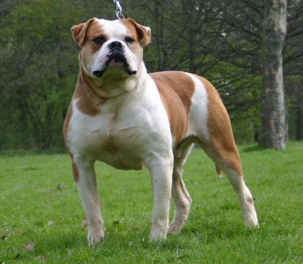 Dog Breeds American Bulldog