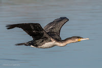 Birds in Flight with Canon EOS 70D: White-Breasted Cormorant