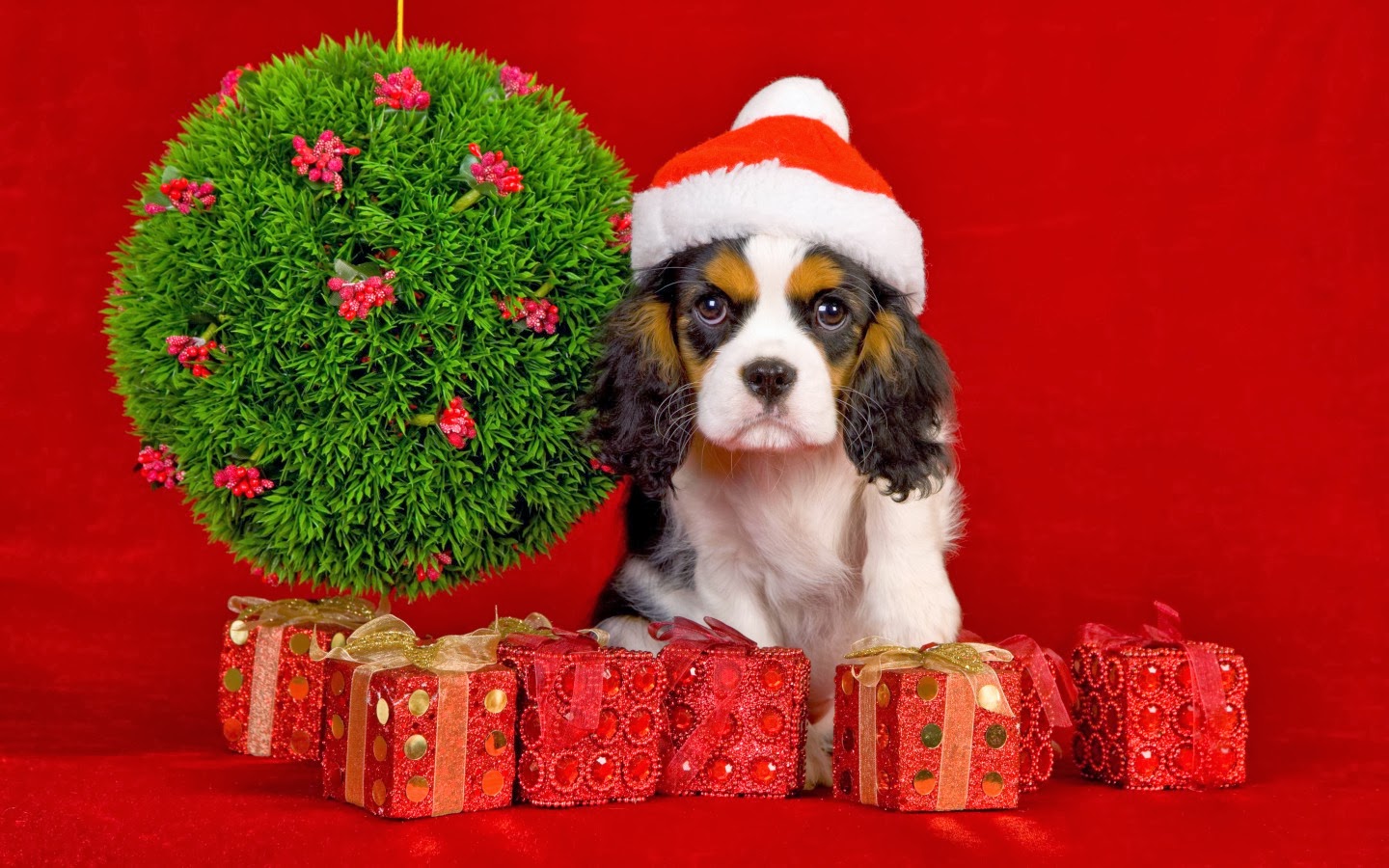 Best Christmas Gift Ideas for your Dogs Australian Dog Lover
