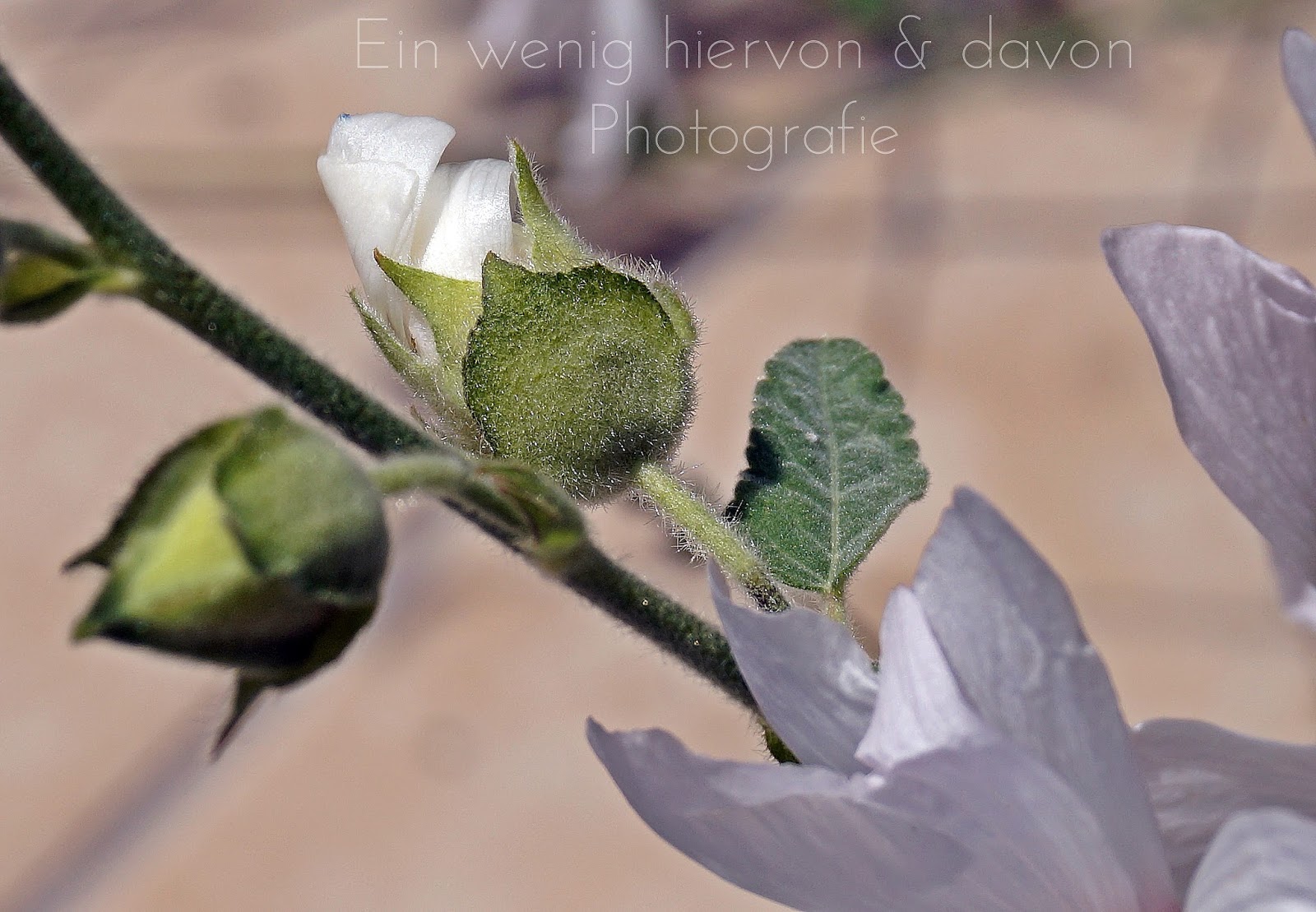 Blog & Fotografie by it's me! | Lifestyle |  http://www.einwenighiervonunddavon.de