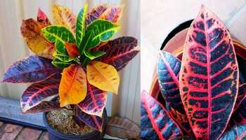Croton Plants propagated from cuttings growing in pots
