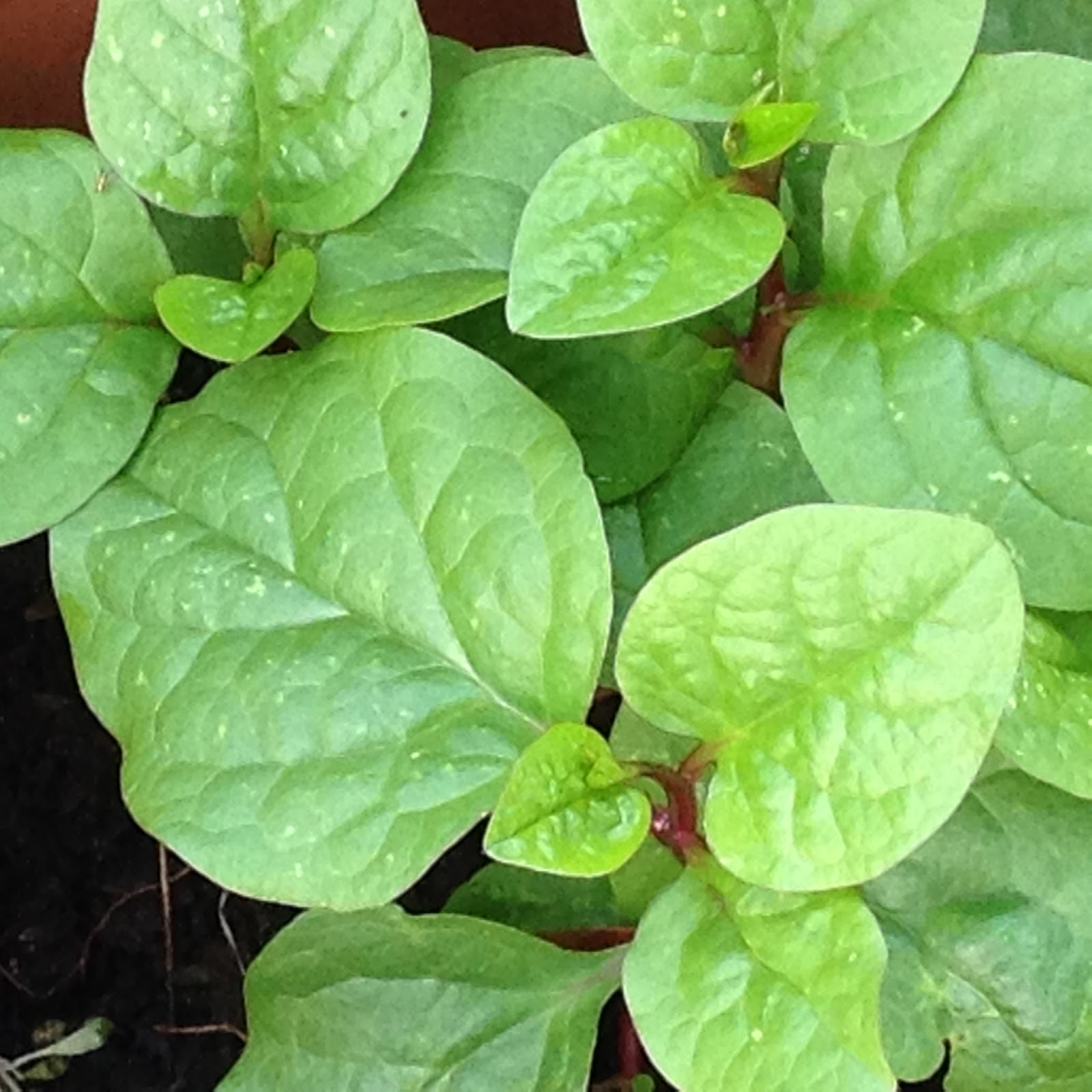 BarbedwireBrowns What is Malabar Spinach?