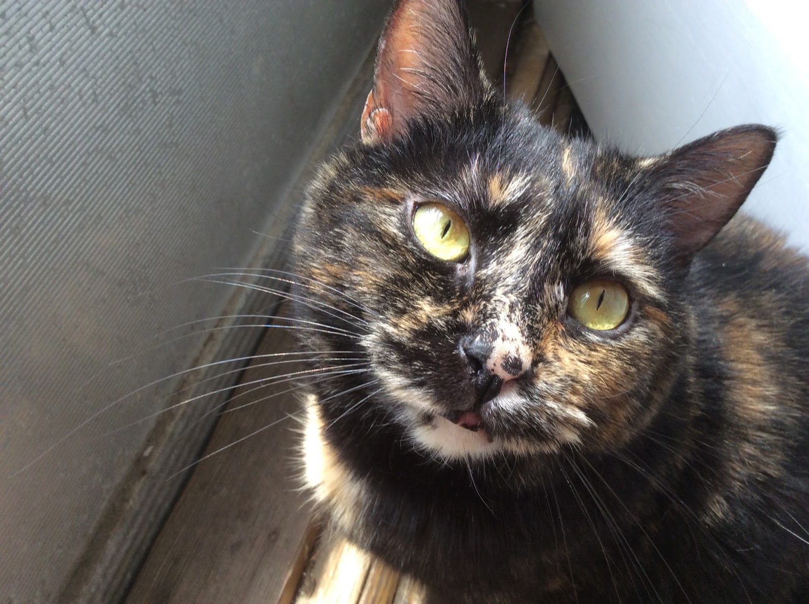 Melissa S Mochas Mysteries And Meows Don T Hate Me Because I M