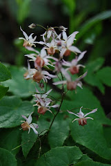 Epimedium brachyhizzum 'Elfin Magic'