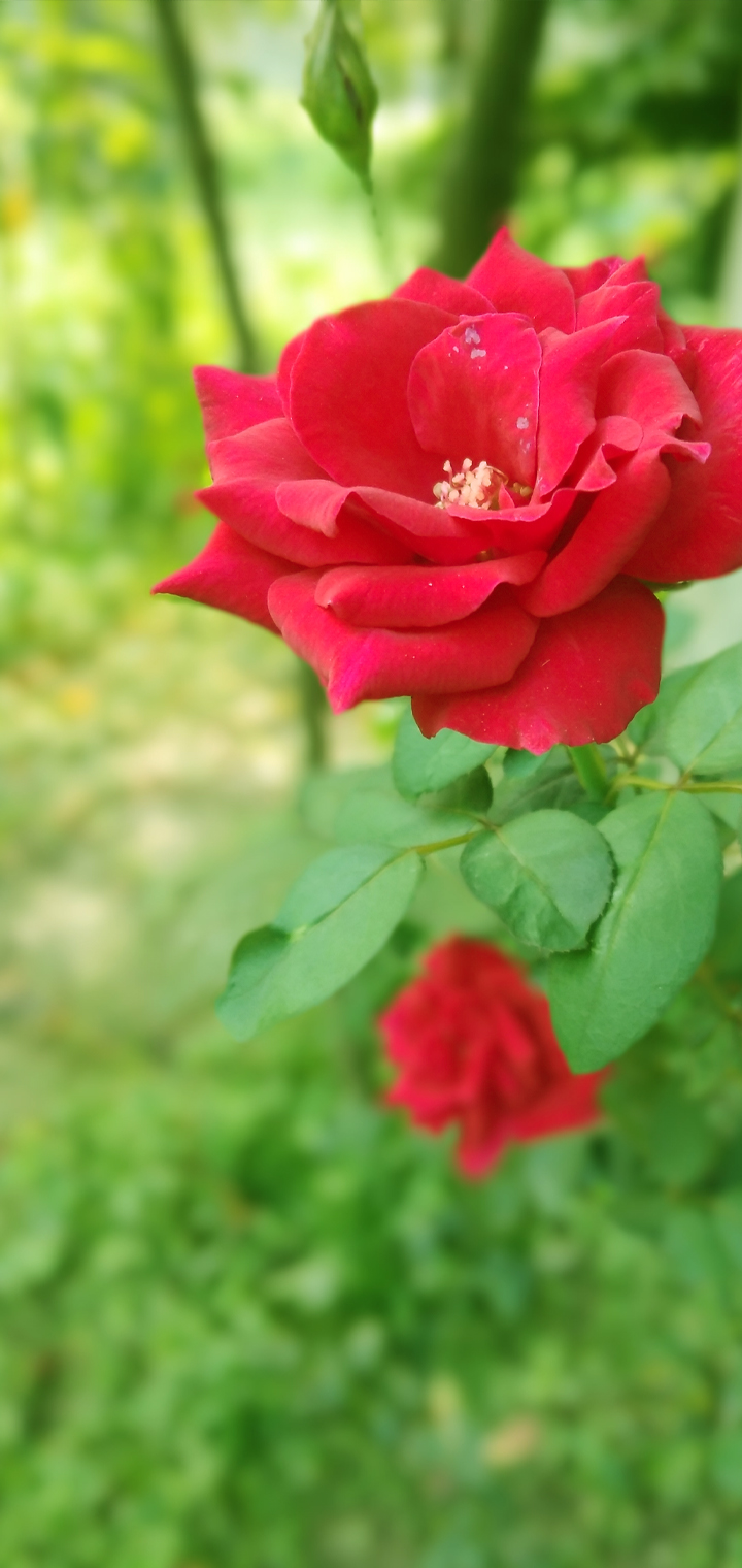 4k Wallpaper For Mobile Vivo V9