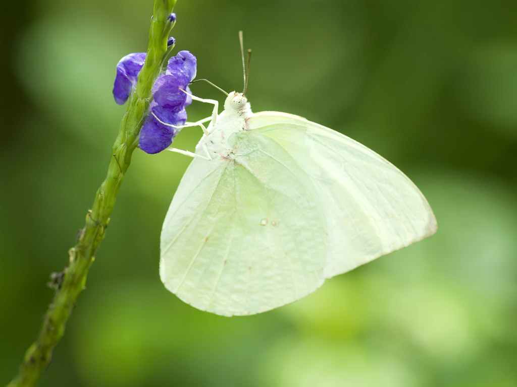 White butterfly wallpaper Funny Wallpaper