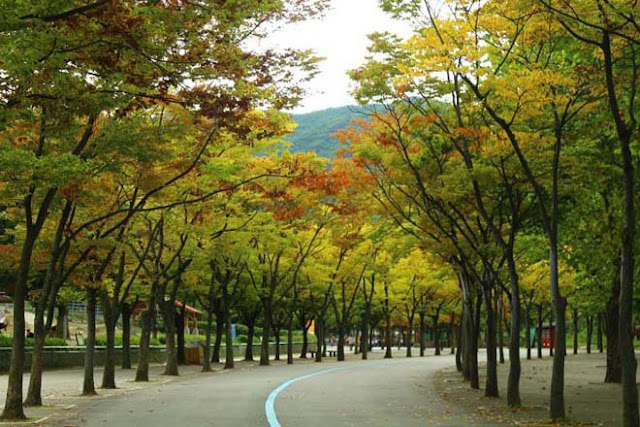 Những địa điểm ngắm lá vàng tuyệt đẹp ở Hàn Quốc