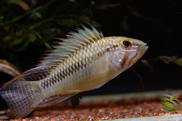 Apistogramma sp. unibrow