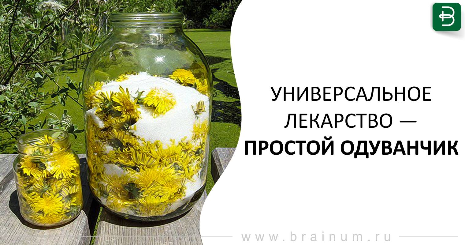 Лечение печени одуванчиком Лечение печени одуванчиком