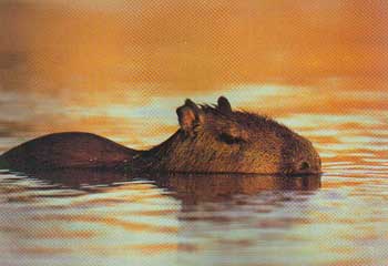 Universo Animal: El capibara, un roedor semiacuático