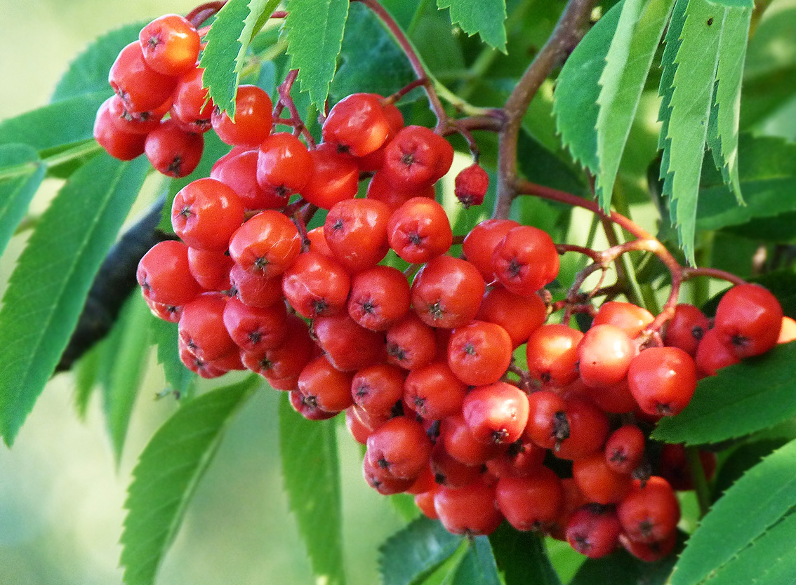 My Nature Photography: Mountain Ash Berries