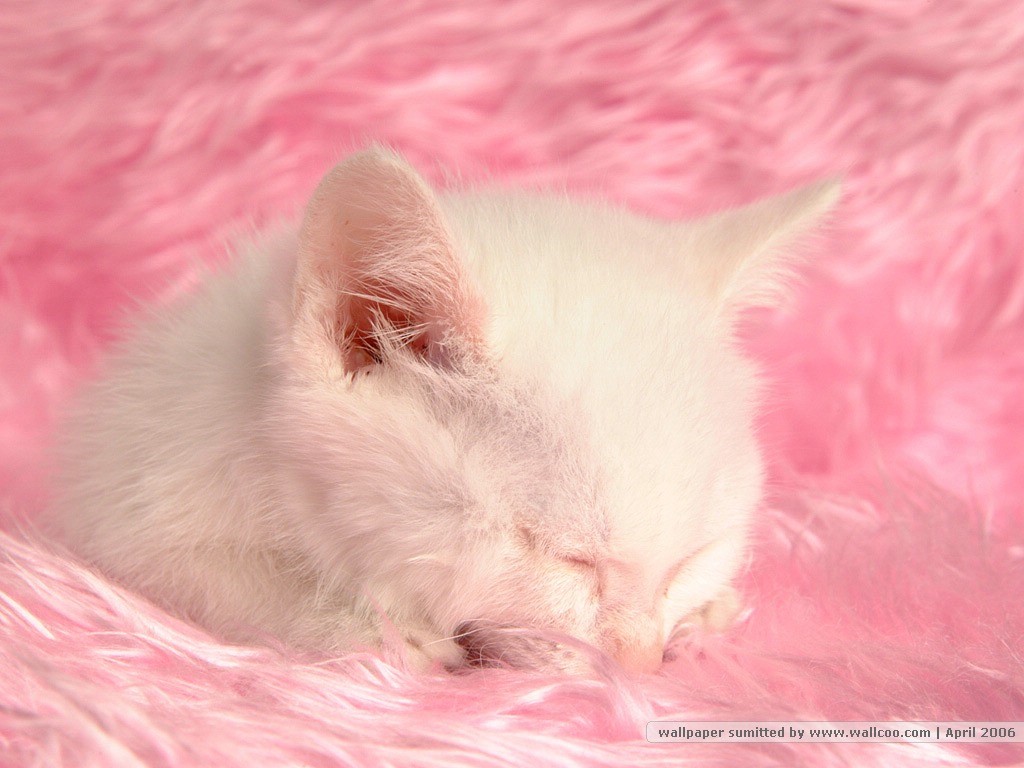 Кошка розовая глаза. Розовый котенок. Розовая кошка. Кошка розового цвета. Бело розовый котик.