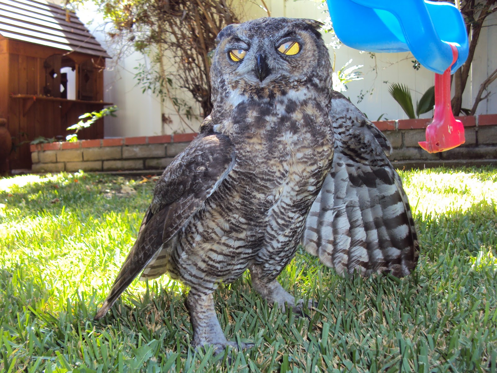 All City Animal Trapping Salt Lake City Bird Control, Salt Lake City