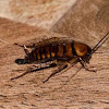 Sains Temukan Alasan Mengapa Kecoak Sulit Dibunuh Sains Temukan Alasan Mengapa Kecoak Sulit Dibunuh