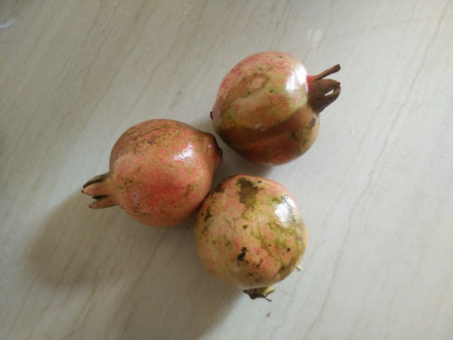 Photo / Picture of Pomegranate Fruit 