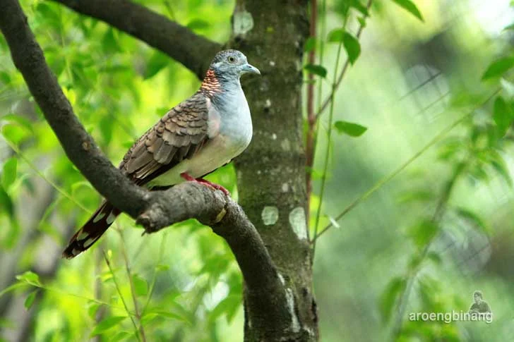 taman burung tmii jakarta