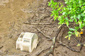 television, discarded, trash, mangrove forest