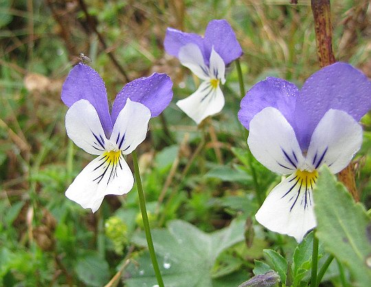 Fiołek trójbarwny (Viola tricolor).