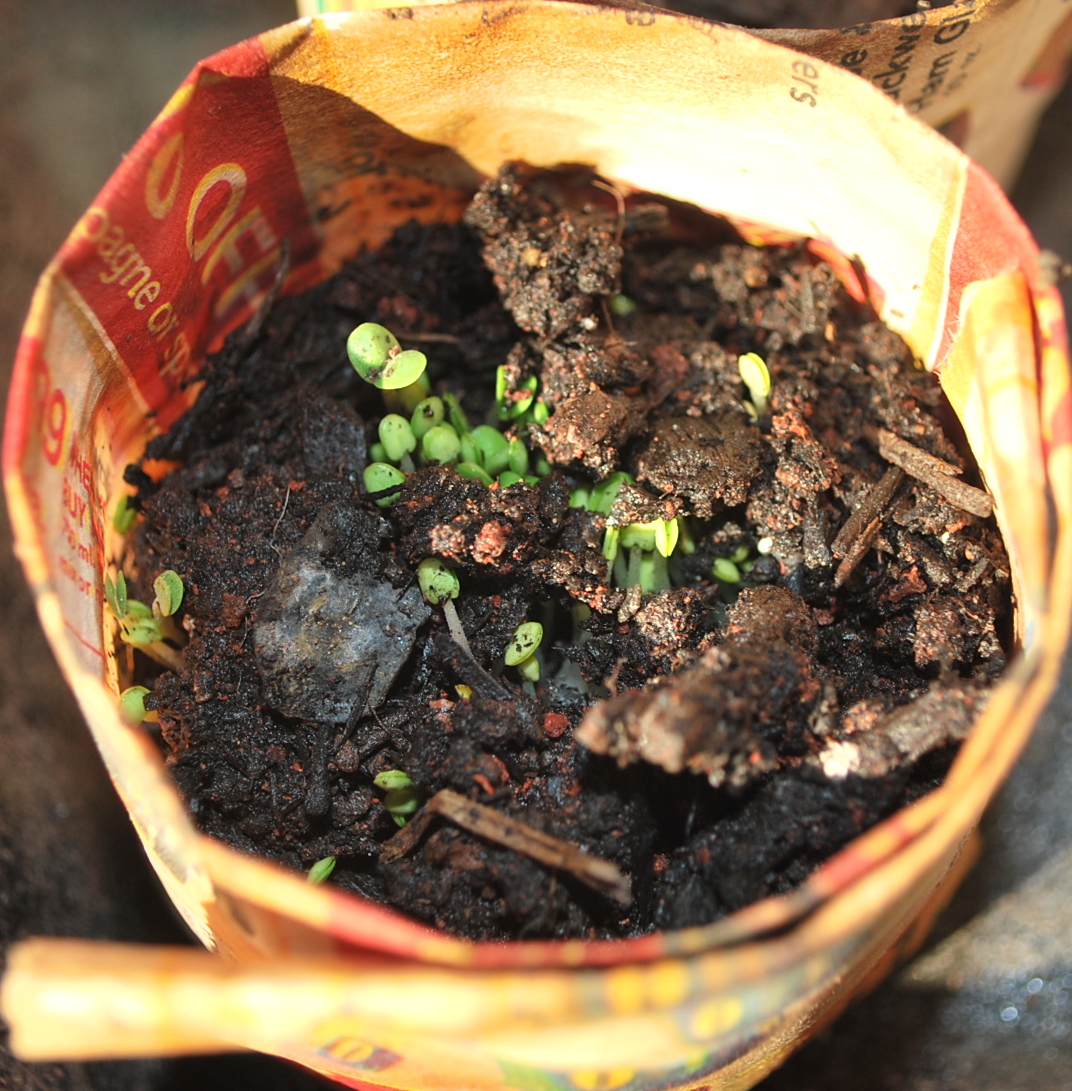 Backyard Garden Adventures Planting sweet basil from seeds