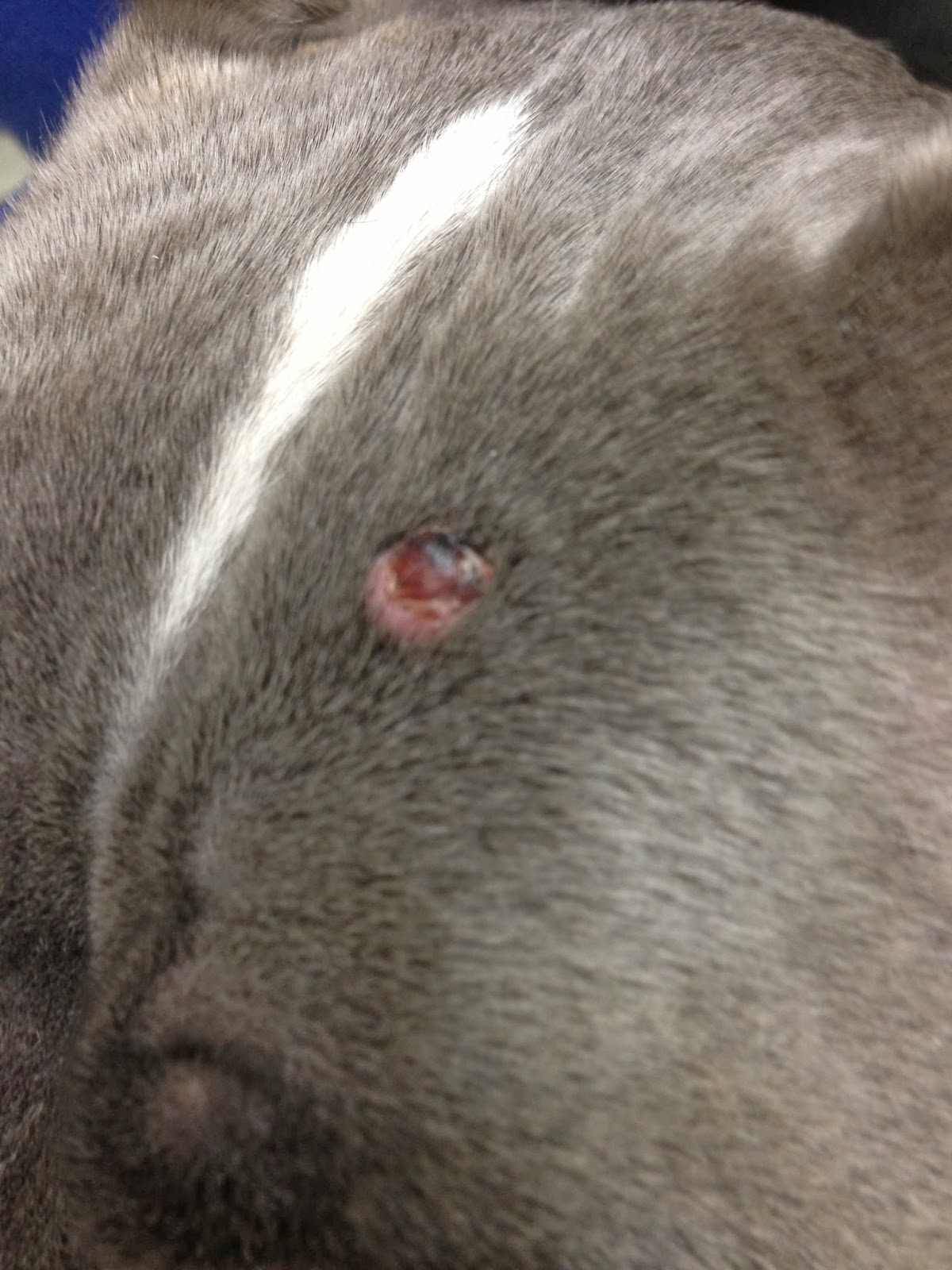 the-five-dog-blog-living-life-simply-messy-it-s-tumor-time