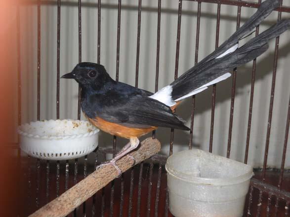 Daftar Harga Burung Murai Batu Lahat Terbaru 2020 Abang Kicau Mania