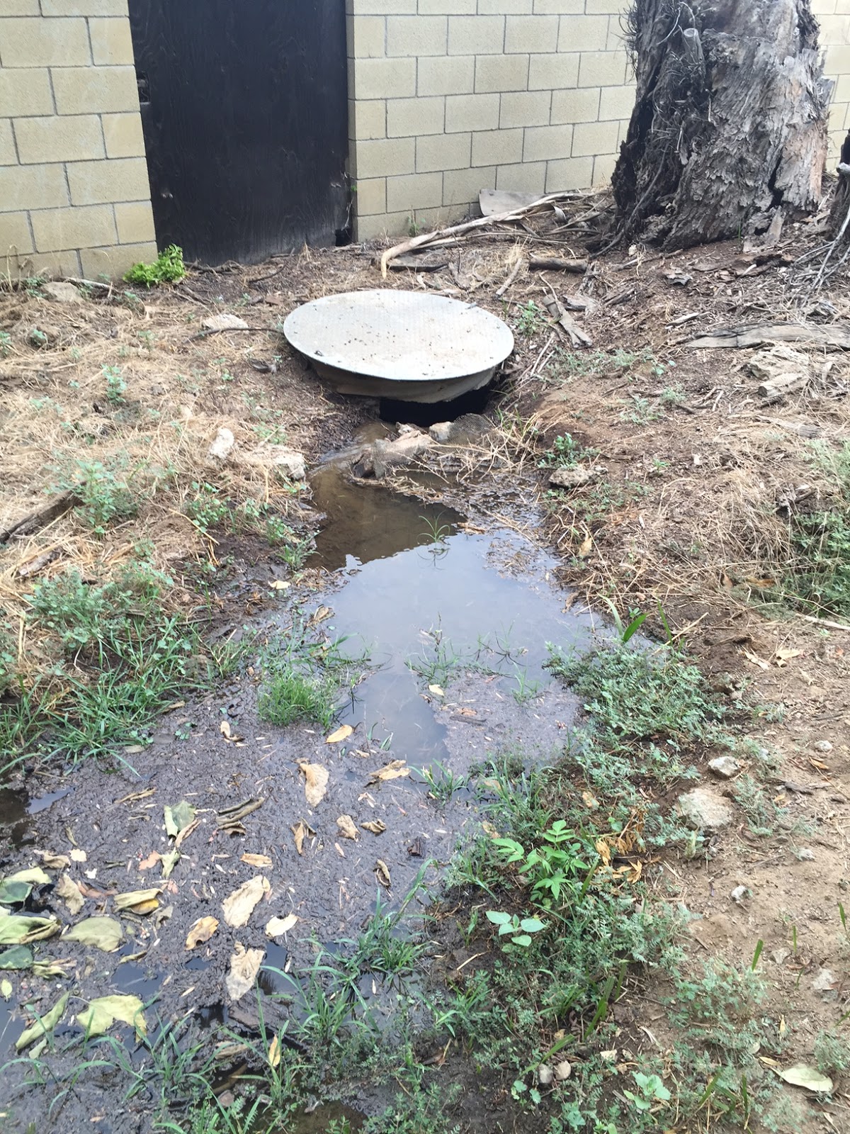 A Farmboy stuck in the city Fox Farm Riverside CA Flood Irrigation