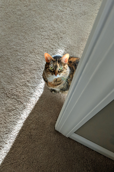 image of Sophie the Torbie Cat sitting in the threshold of the dining room and living room, near my desk, looking up at me