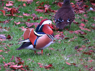 Mandarin duck - Aix galericulata