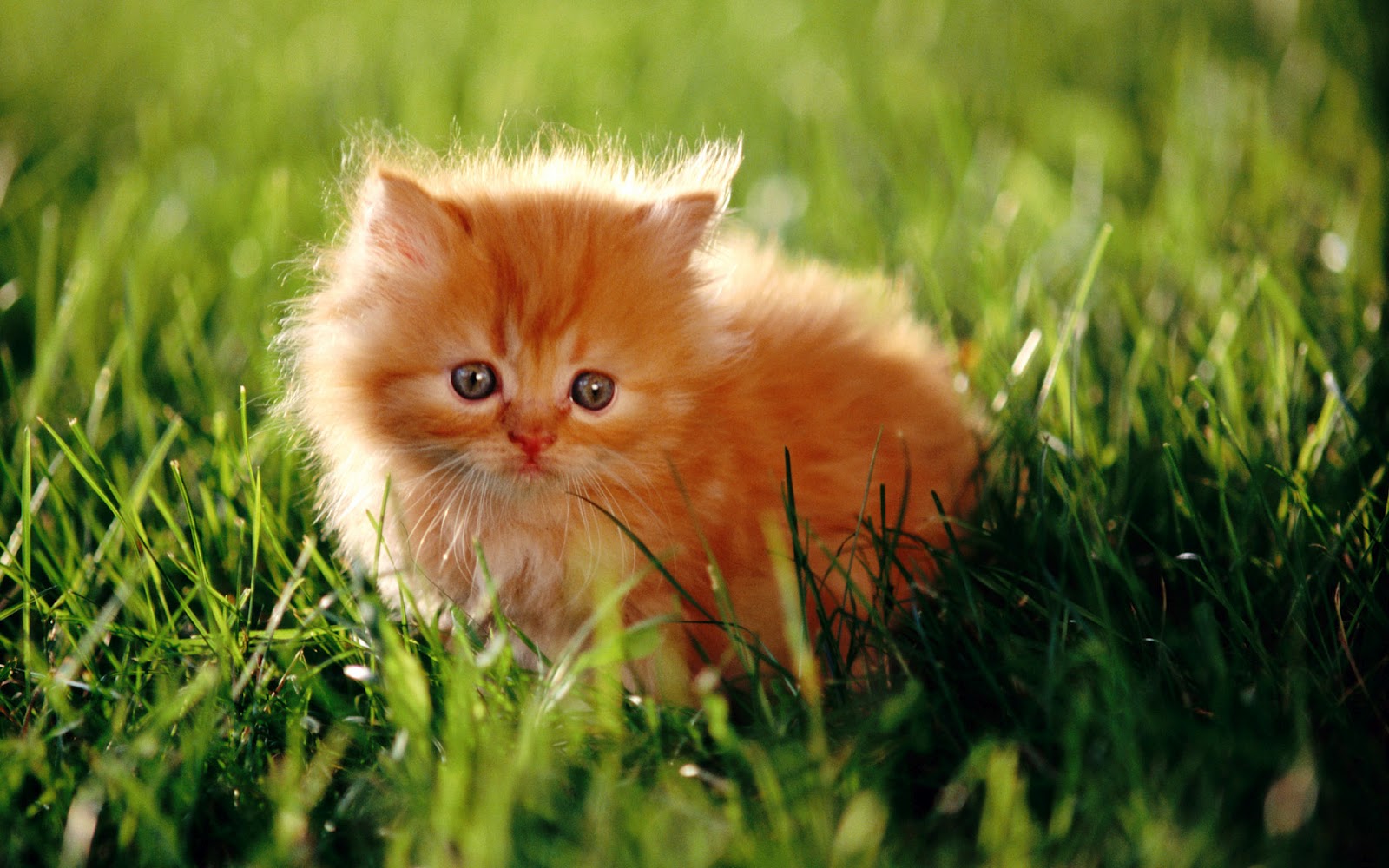 Persian Cat Wallpapers | Fun Animals Wiki, Videos, Pictures, Stories
