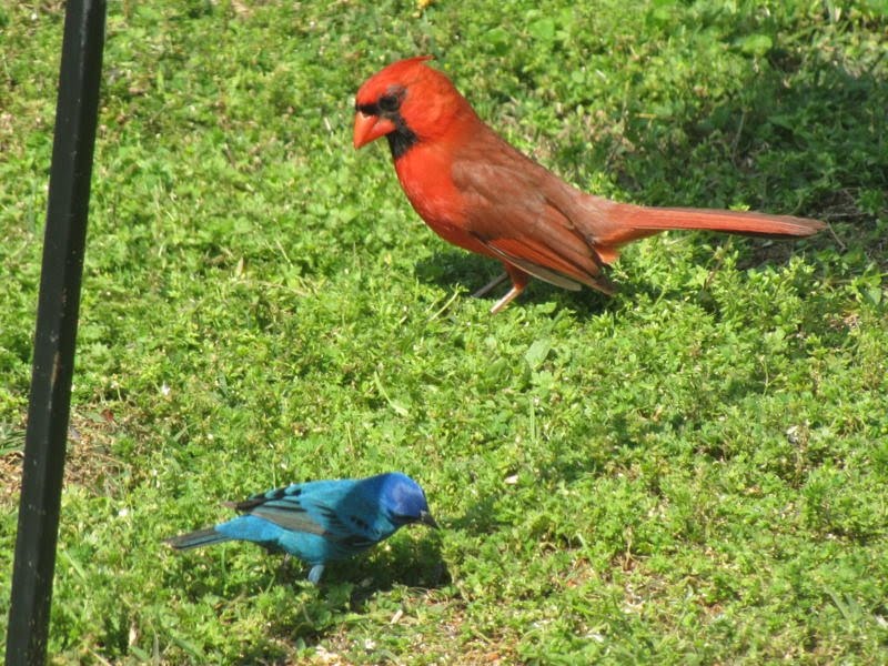 cherokeefox ARKANSAS BIRDS
