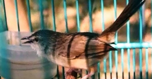 Burung Kicau Wictwicky Anas Cara Perawatan Ciblek Gunung