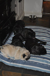 Pugs on New Bed from Hugo & Hennie