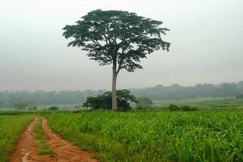 Iroko Tree