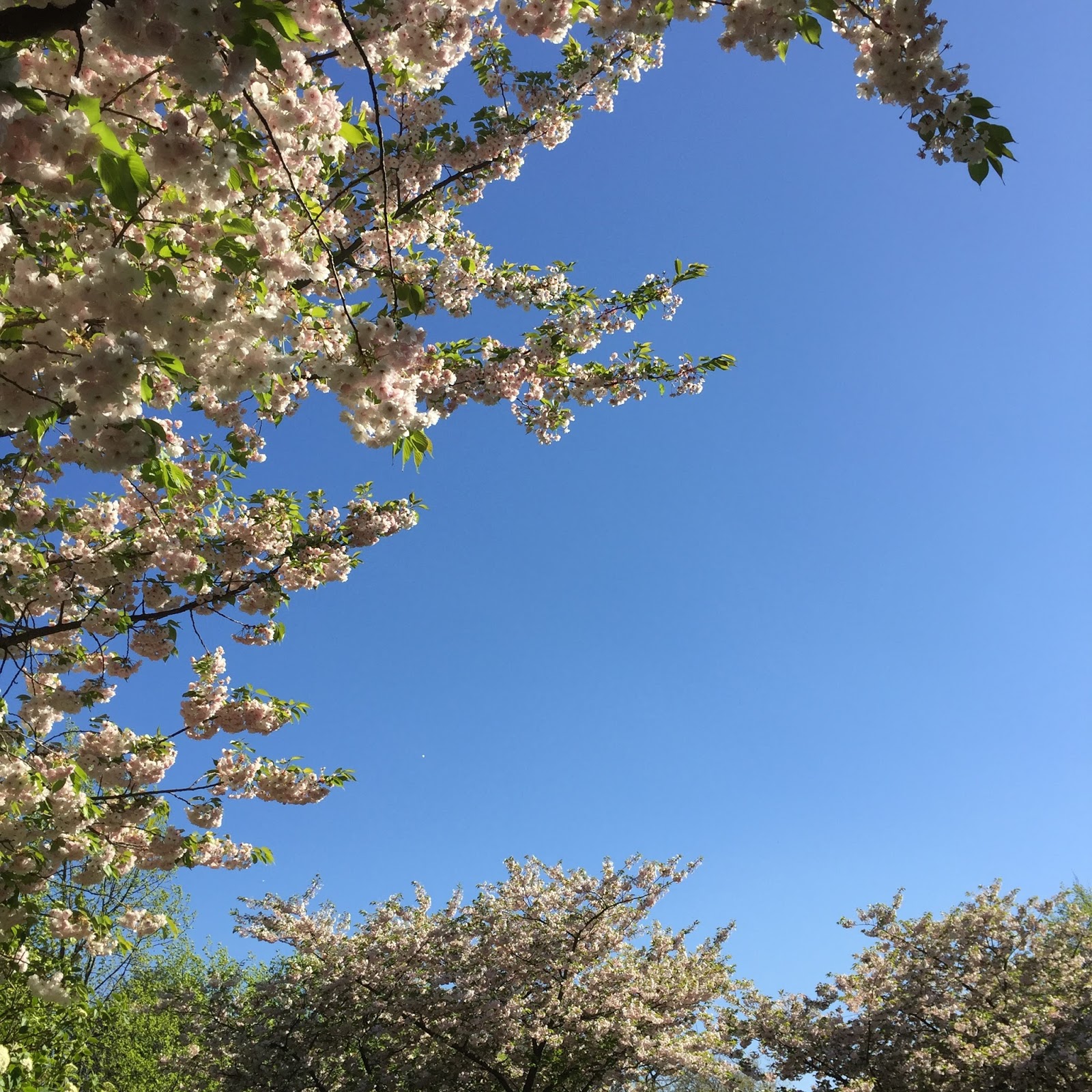 Regents park blossom