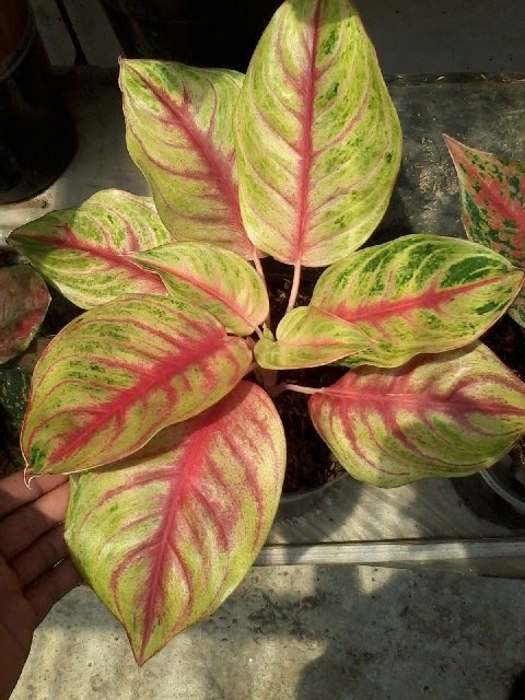 Kumpulan Makalah Makalah Makalah Tanaman Hias Anglonema Dan Teratai