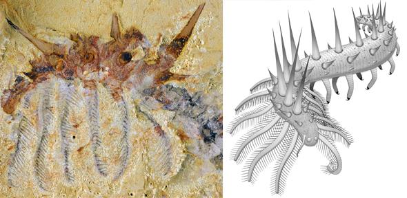 Spiky monsters: new species of ‘super-armoured’ worm discovered